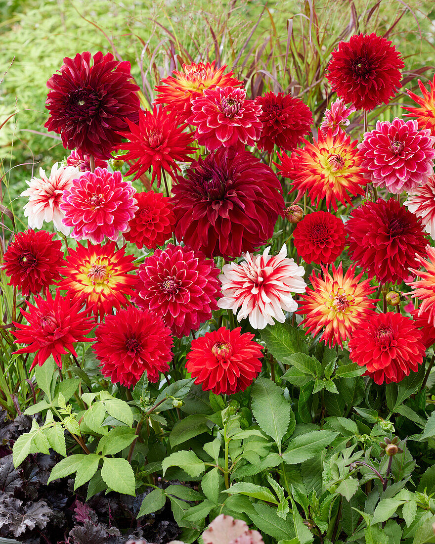 Dahlia Scarlett Mix