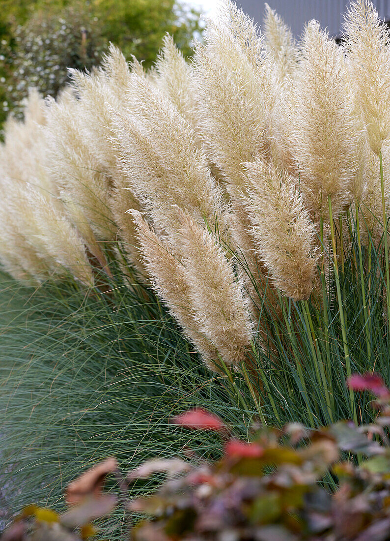 Cortaderia selloana