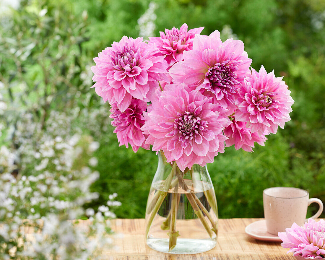 Dahlia Lavender Perfection