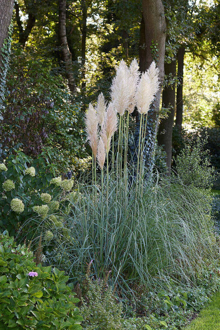 Pampasgras (Cortaderia selloana)