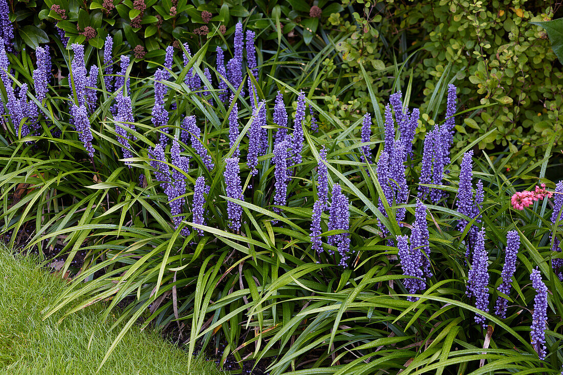 Liriope muscari Big Blue