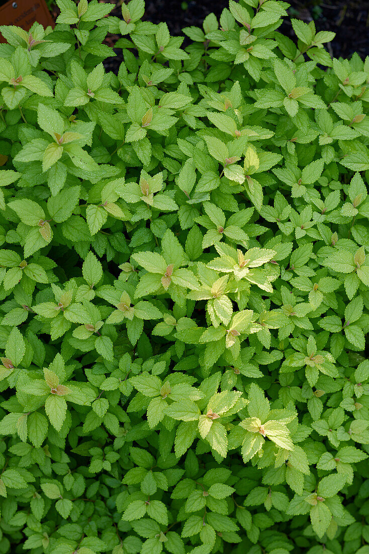 Japanischer Spierstrauch (Spiraea japonica) 'Golden Jack'