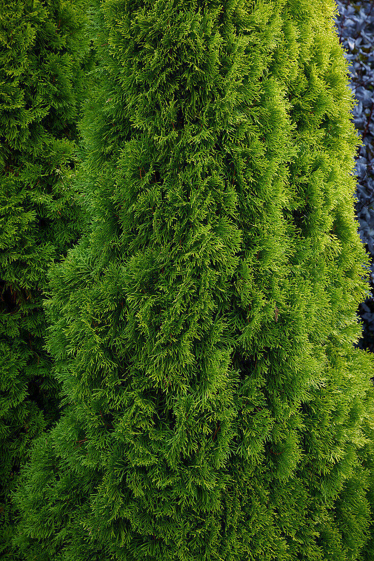 Thuja occidentalis Golden Smaragd