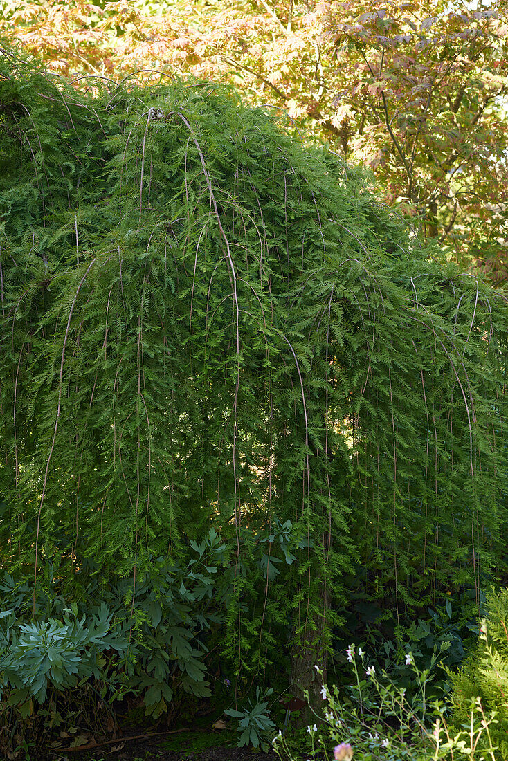 Taxodium distichum Cascade Falls