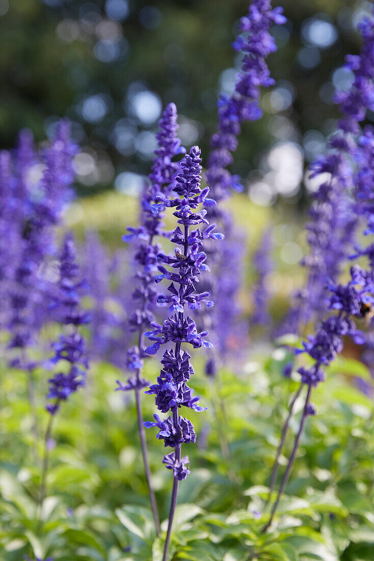 Mehliger Salbei (Salvia farinacea)