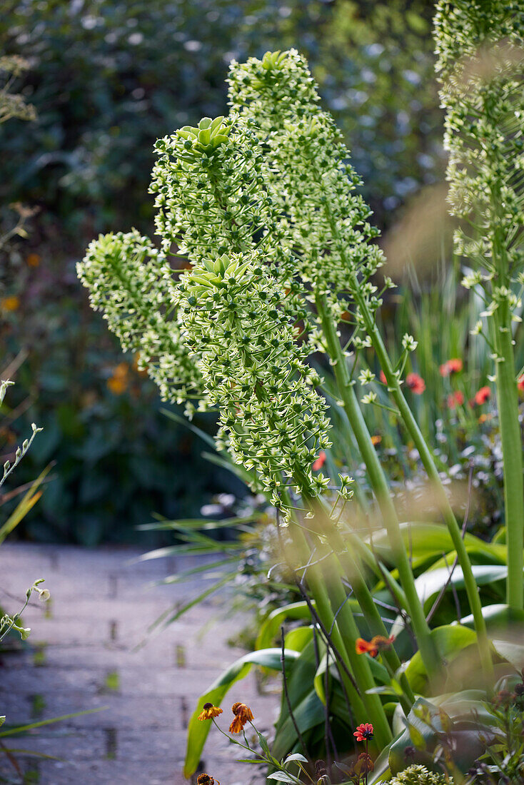 Eucomis