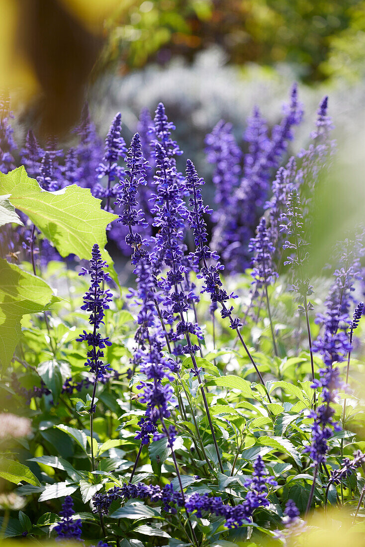 Mehliger Salbei (Salvia farinacea)