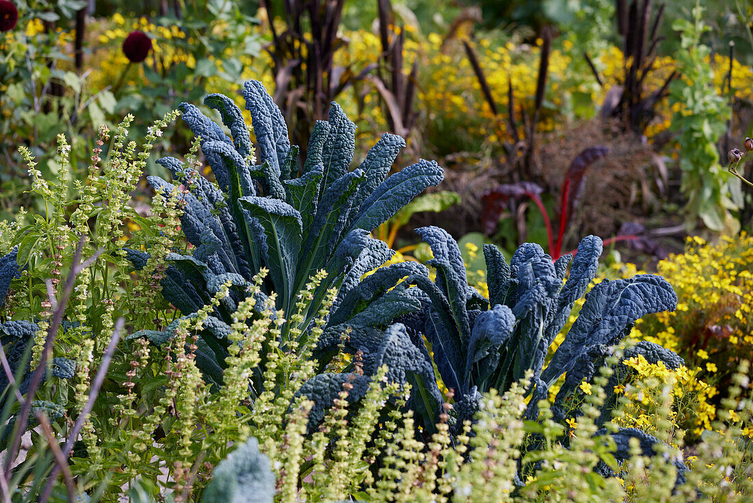 Brassica oleracea var. palmifolia