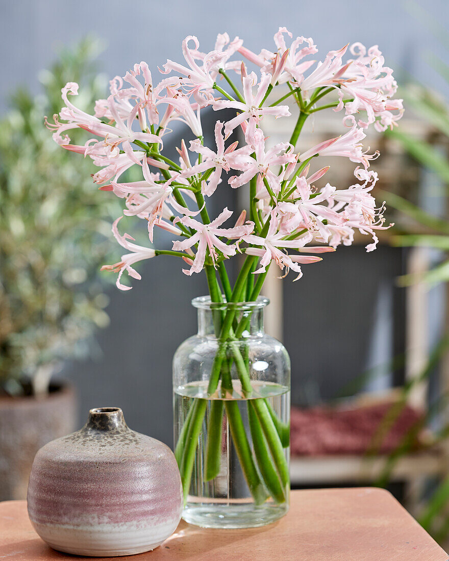 Guernseylilie (Nerine bowdenii) 'Vesta'