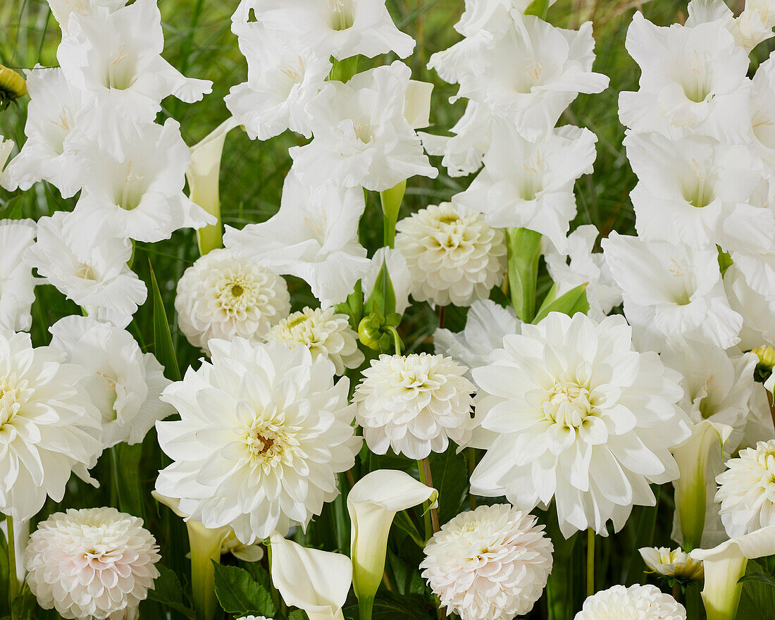 Weiße Sommermischung aus Gladiolen (Gladiolus), Dahlien (Dahlia) und Calla (Zantedeschia)