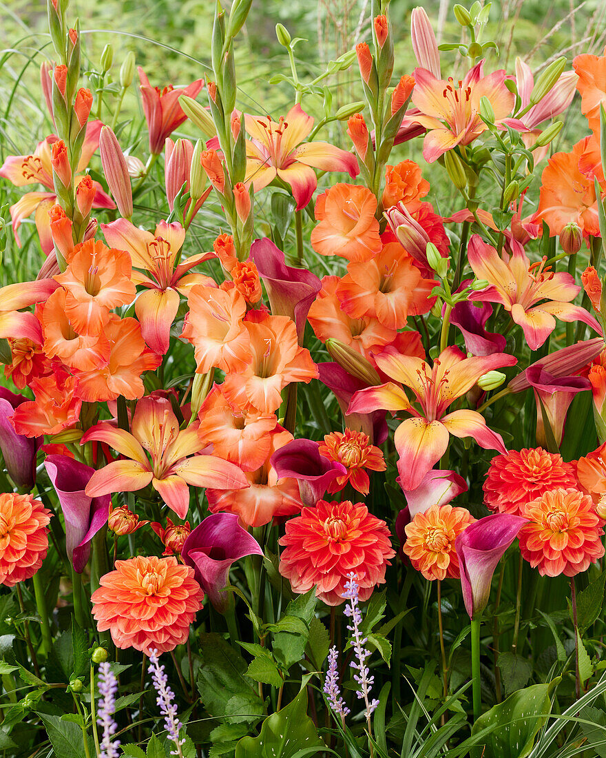 Orangefarbene Sommerblumenmischung mit Lilien, Gladiolen, Calla und Dahlien