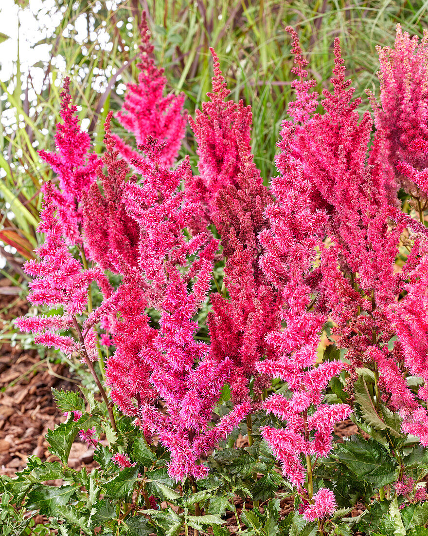 Prachtspiere (Astilbe) 'Red Sentinel'