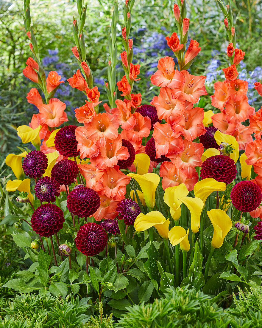 Bunte Sommerblumenmischung mit Gladiolen, Dahlien und Calla