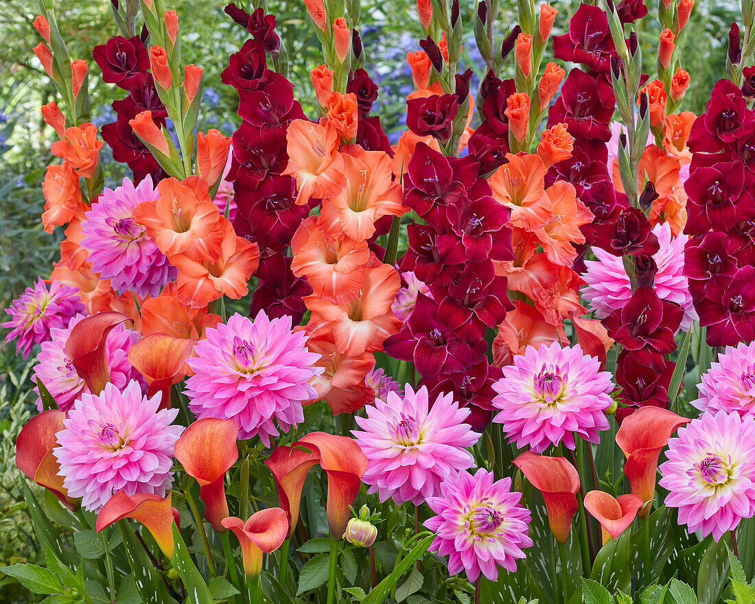 Summer flowering bulb mix