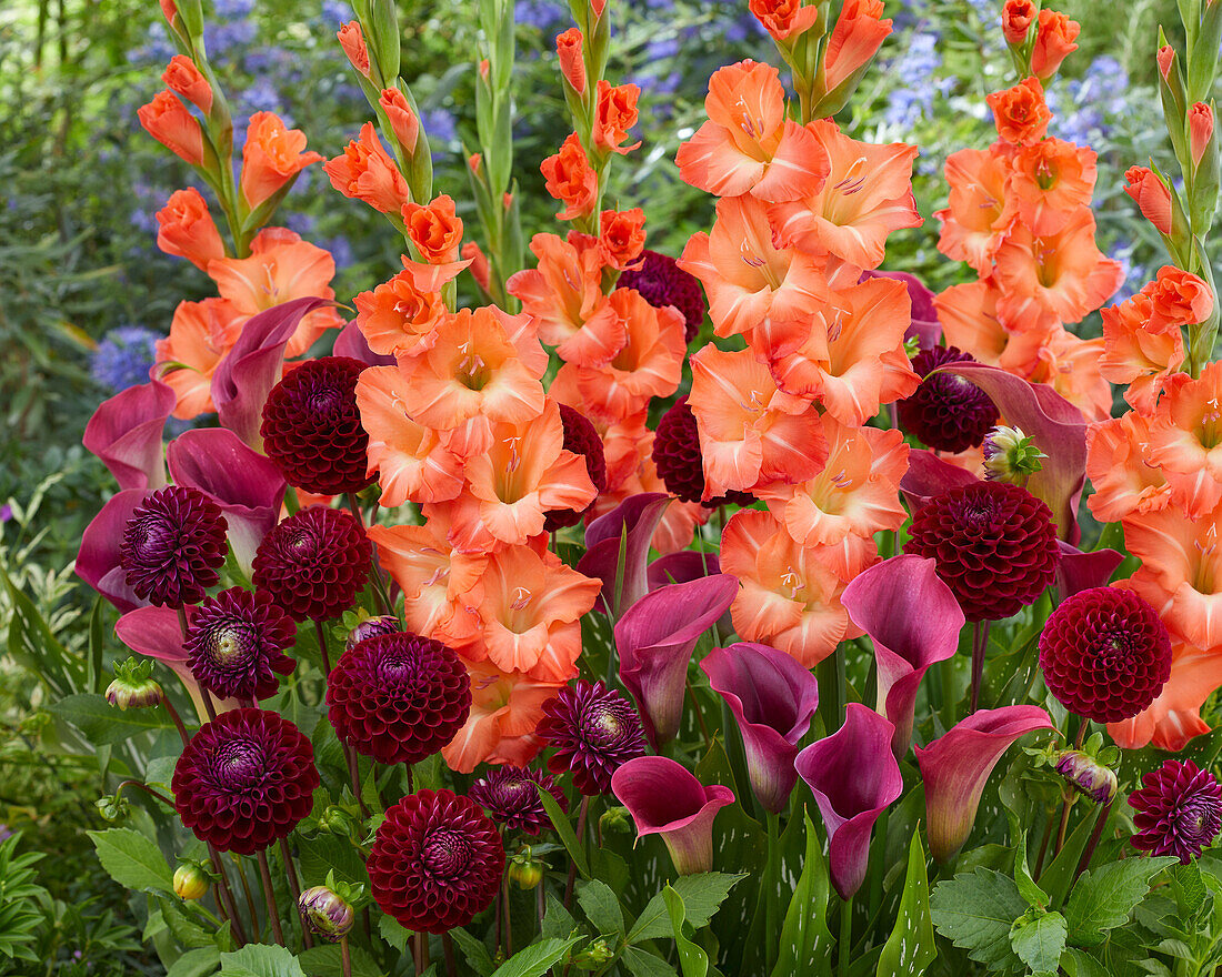 Orange and red flowerbulb combination