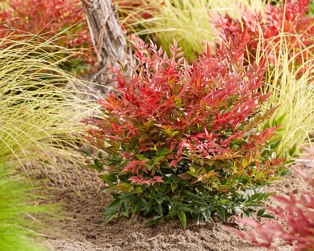 Nandina domestica Obsessed