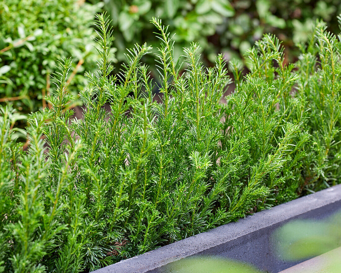 Taxus baccata Tiny T