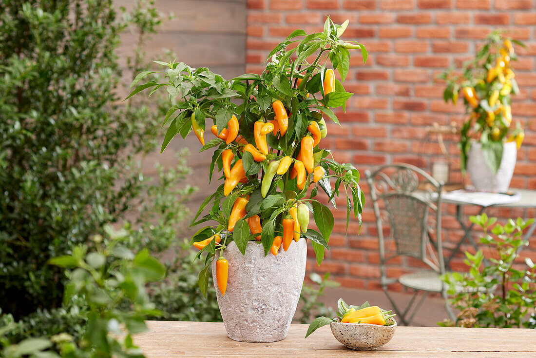 Paprika (Capsicum annuum) 'AZ063'