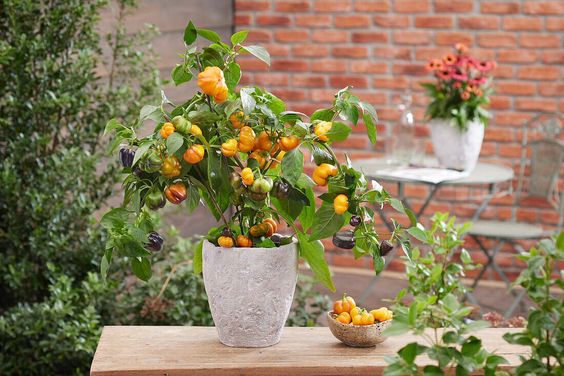 Paprika (Capsicum annuum) '20-808'