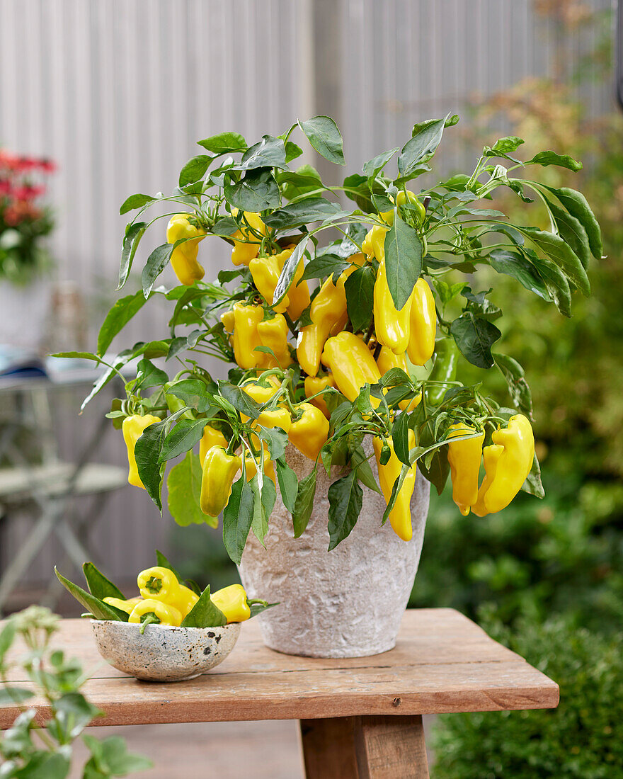 Paprika (Capsicum annuum) gelb