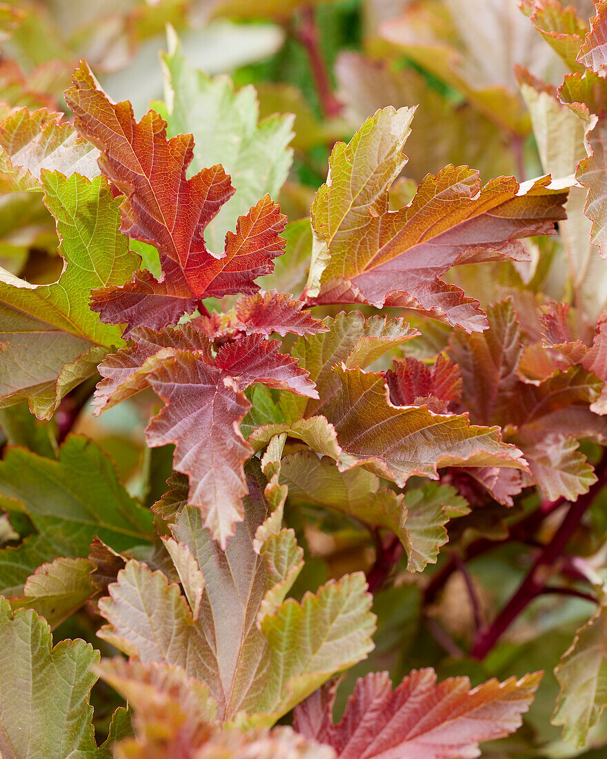 Physocarpus opulifolius Magic Ball