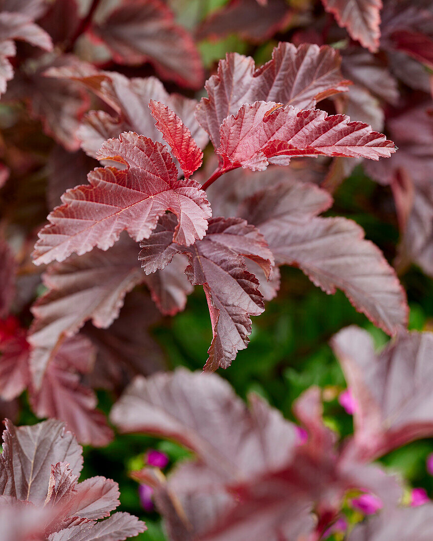 Physocarpus opulifolius Little Angel