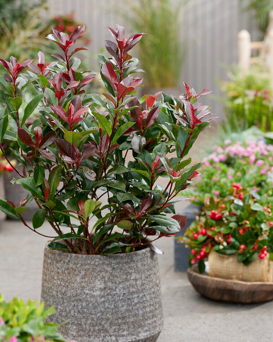 Glanzmispel (Photinia fraseri) 'Devil's Dream'