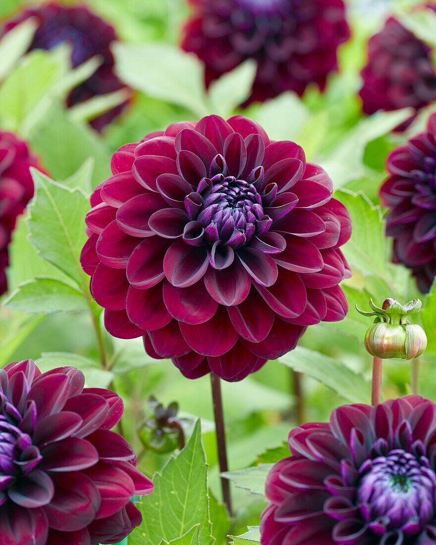 Dahlie (Dahlia) 'Vleut B'