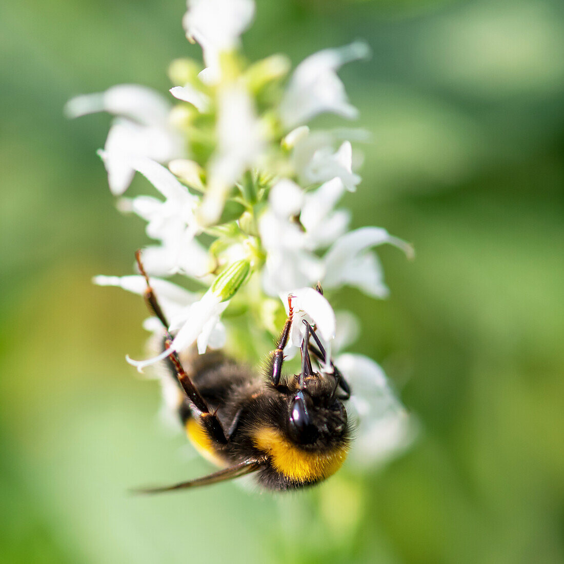 Bumblebee in white sage