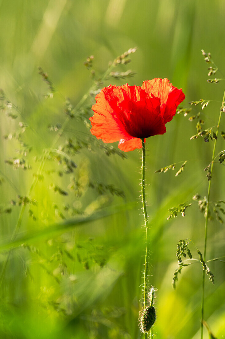 Red poppies and wild grasses (Papaver)