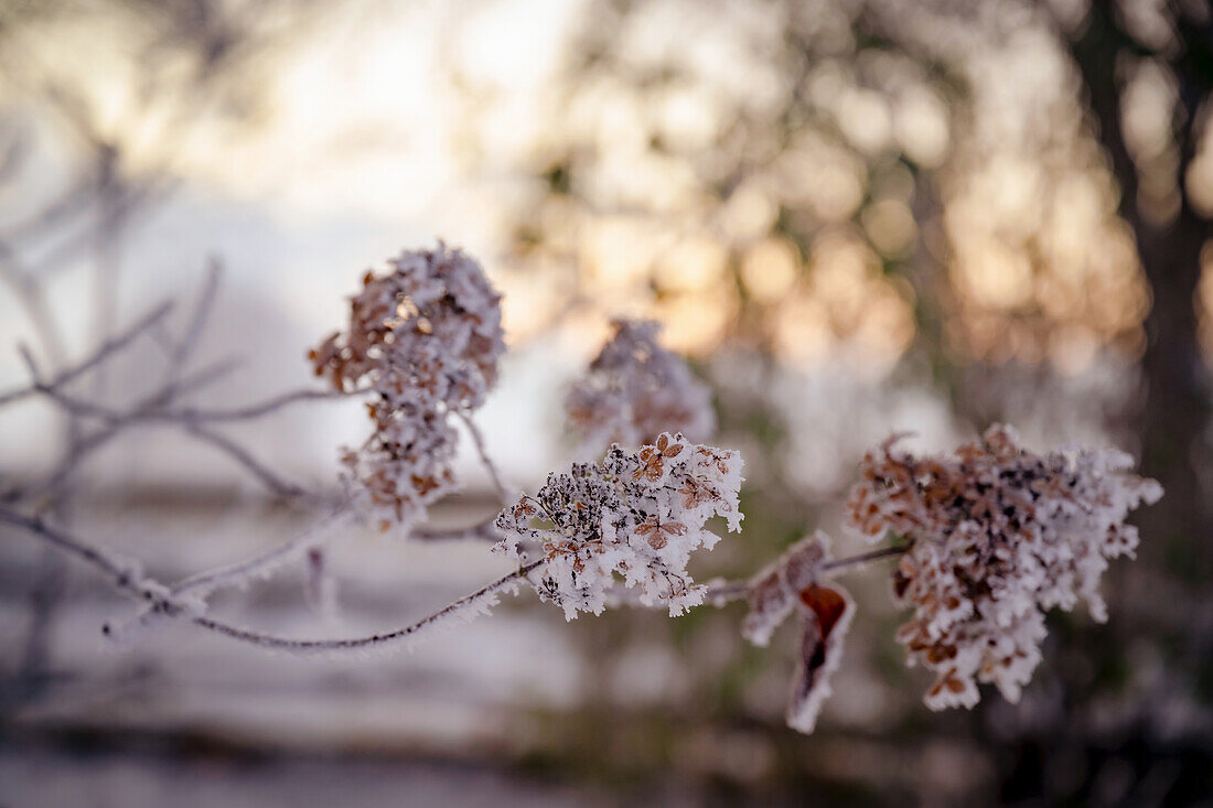 Flowering hydrangea covered with hoarfrost (Hydrangea)