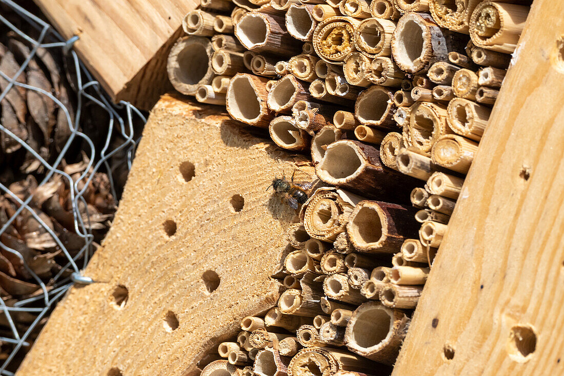 Wild bee in an insect hotel