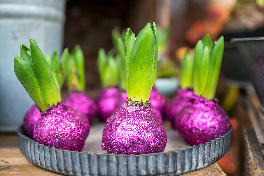 Hyacinths with pink waxed bulbs in a grey metal form (Hyacinthus)