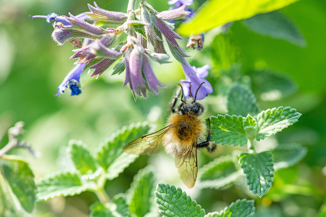 Bumblebee in catnip