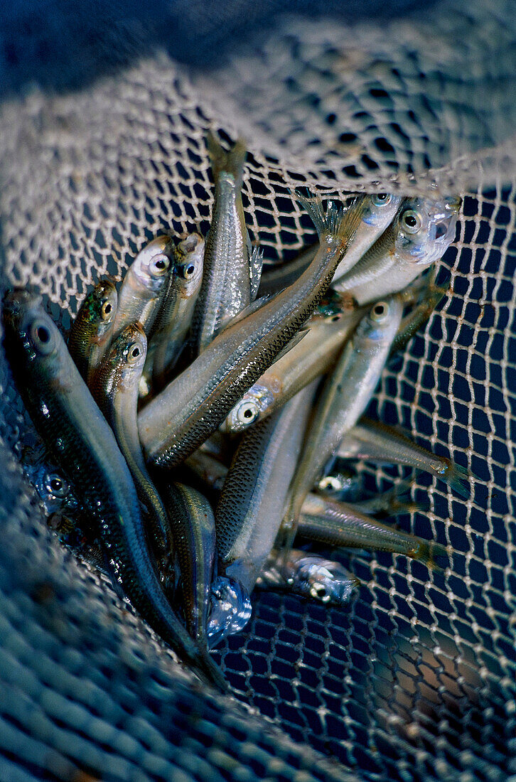 Freshly caught smelt in a fishing net