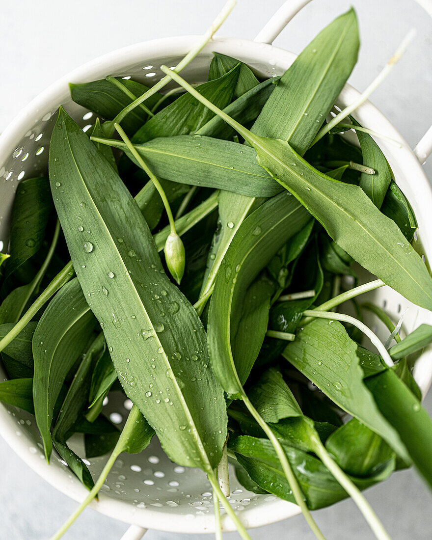 Fresh wild garlic with drops of water in a colander