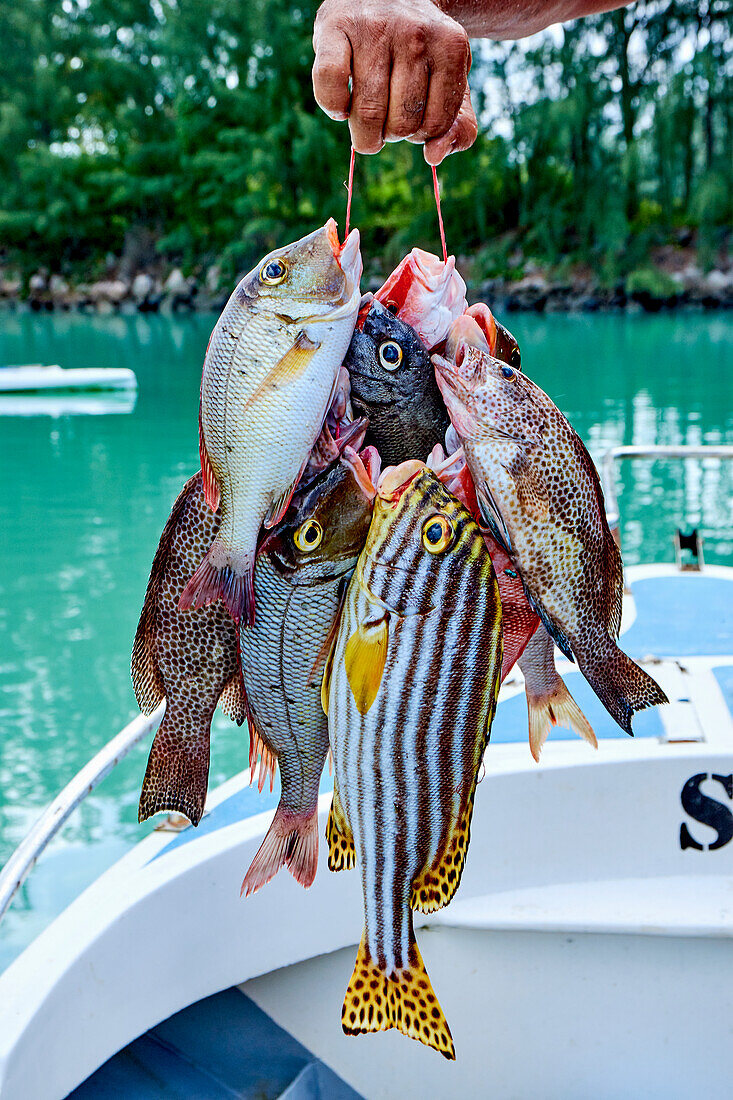 Frisch gefangene Fische (Seychellen)