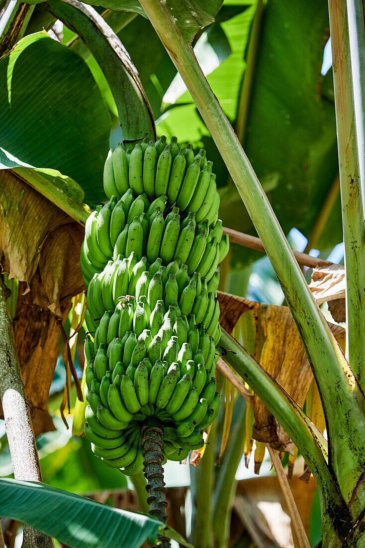 Bananenstaude (Seychellen)