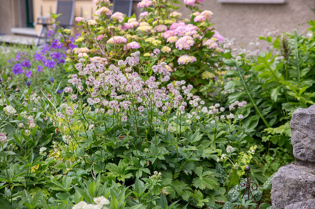 Grosse Sterndolde (Astrantia major)