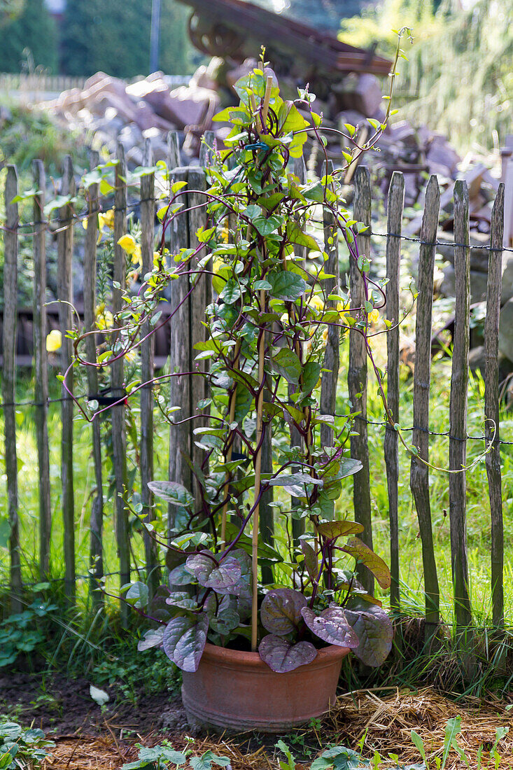Malabar spinach (Basella alba) by the fence