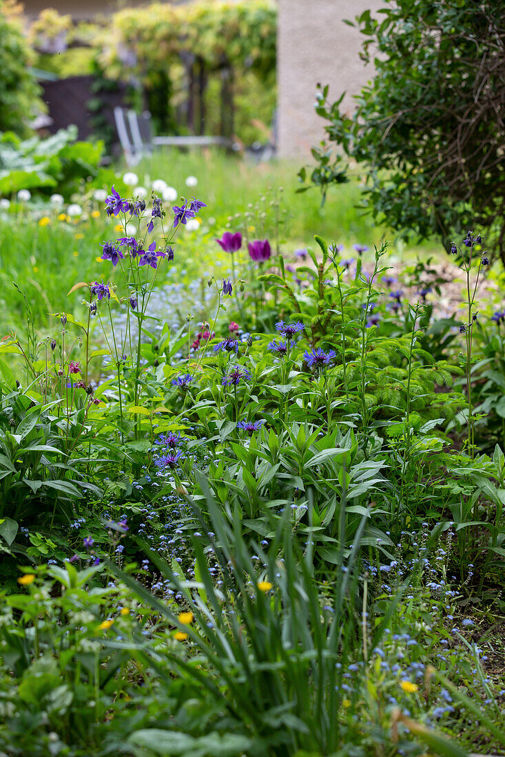 Perennial border with Centaurea montana, tulips and columbine