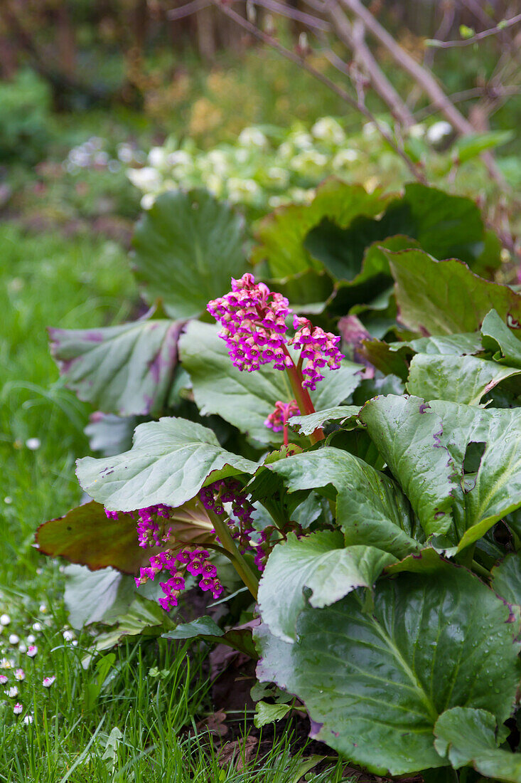 Bergenie (Bergenia cordifolia) im Blumenbeet