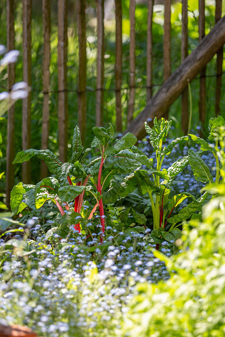 Chard (Beta vulgaris ssp vulgaris) in the garden