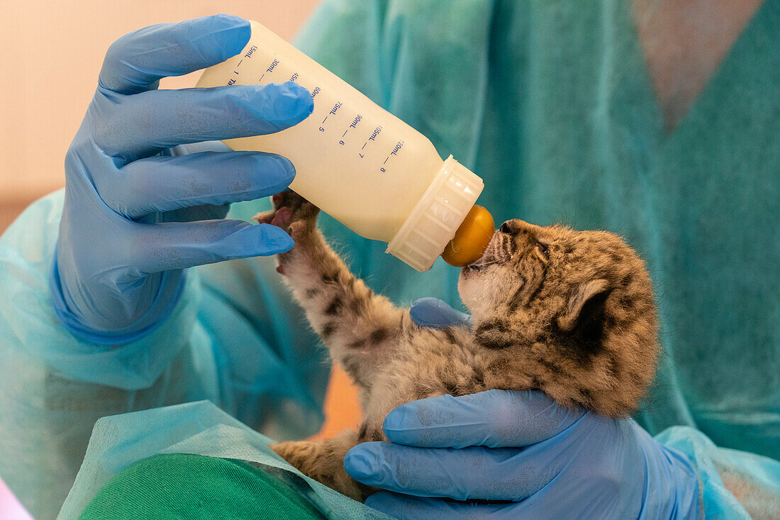 Breeding centre director feeding an Iberian lynx cub