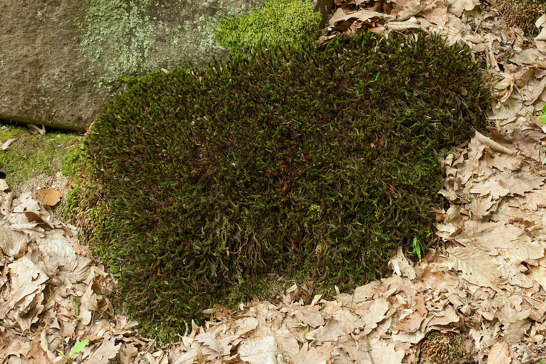 Twisted moss (Tortula ruralis)