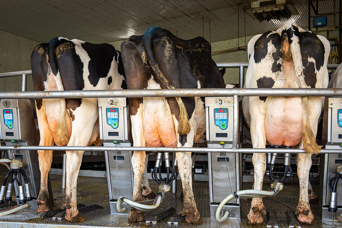 Dairy cow carousel milking