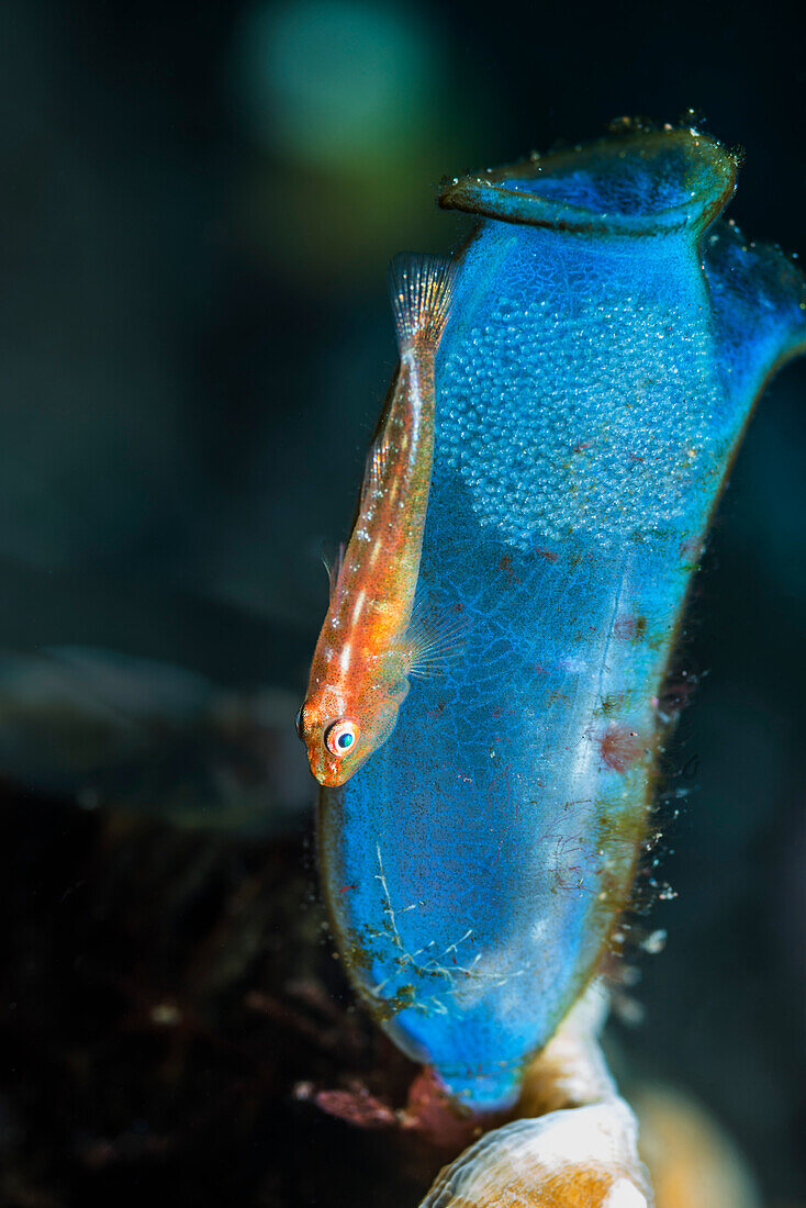 Common ghost goby guarding its eggs