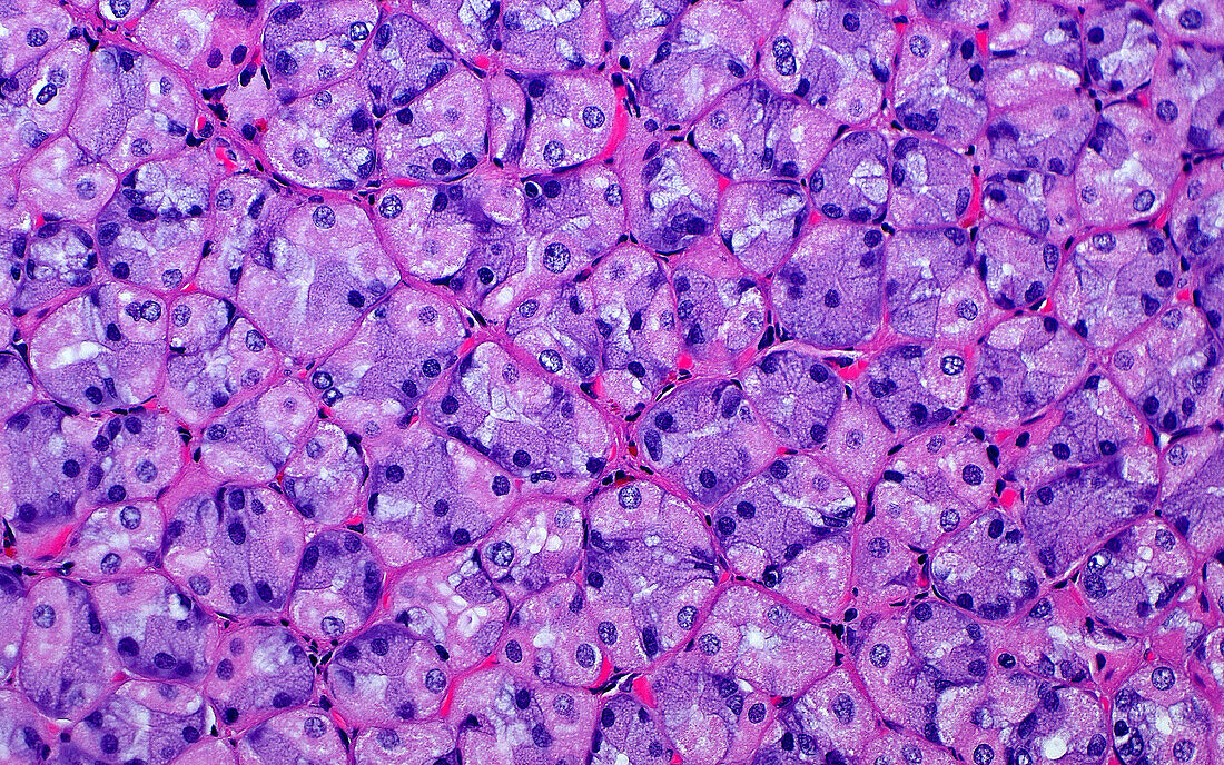 Stomach gland cells, light micrograph