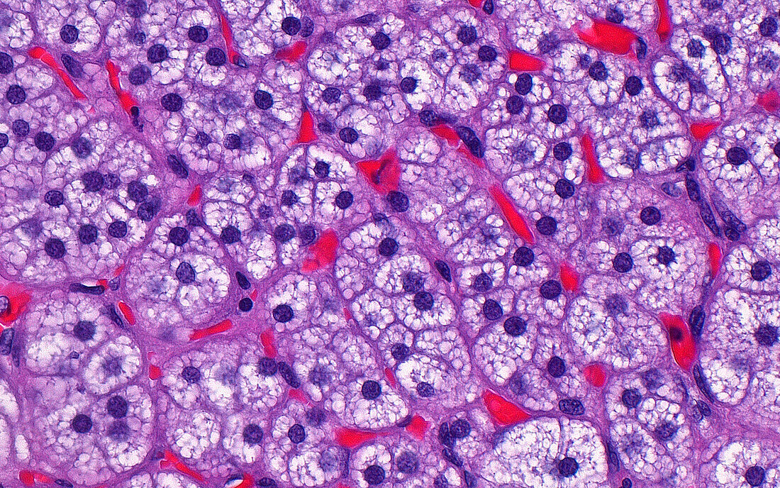Adrenal gland cortex cells, light micrograph