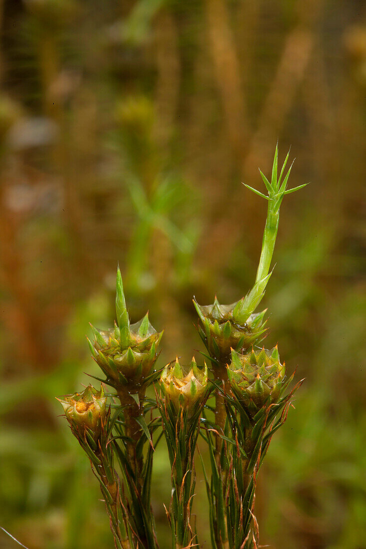 Bank haircap moss (Polytrichastrum formosum)